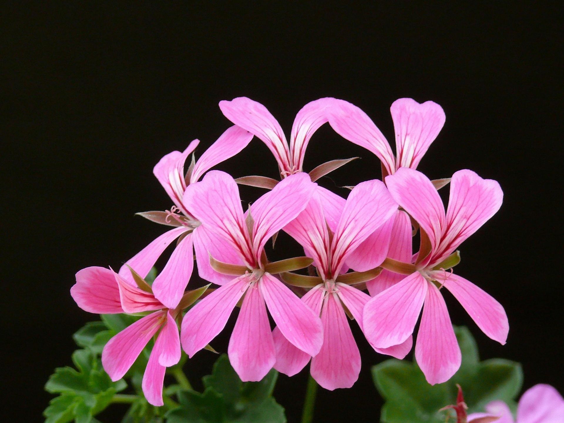 Geranium Essential Oil