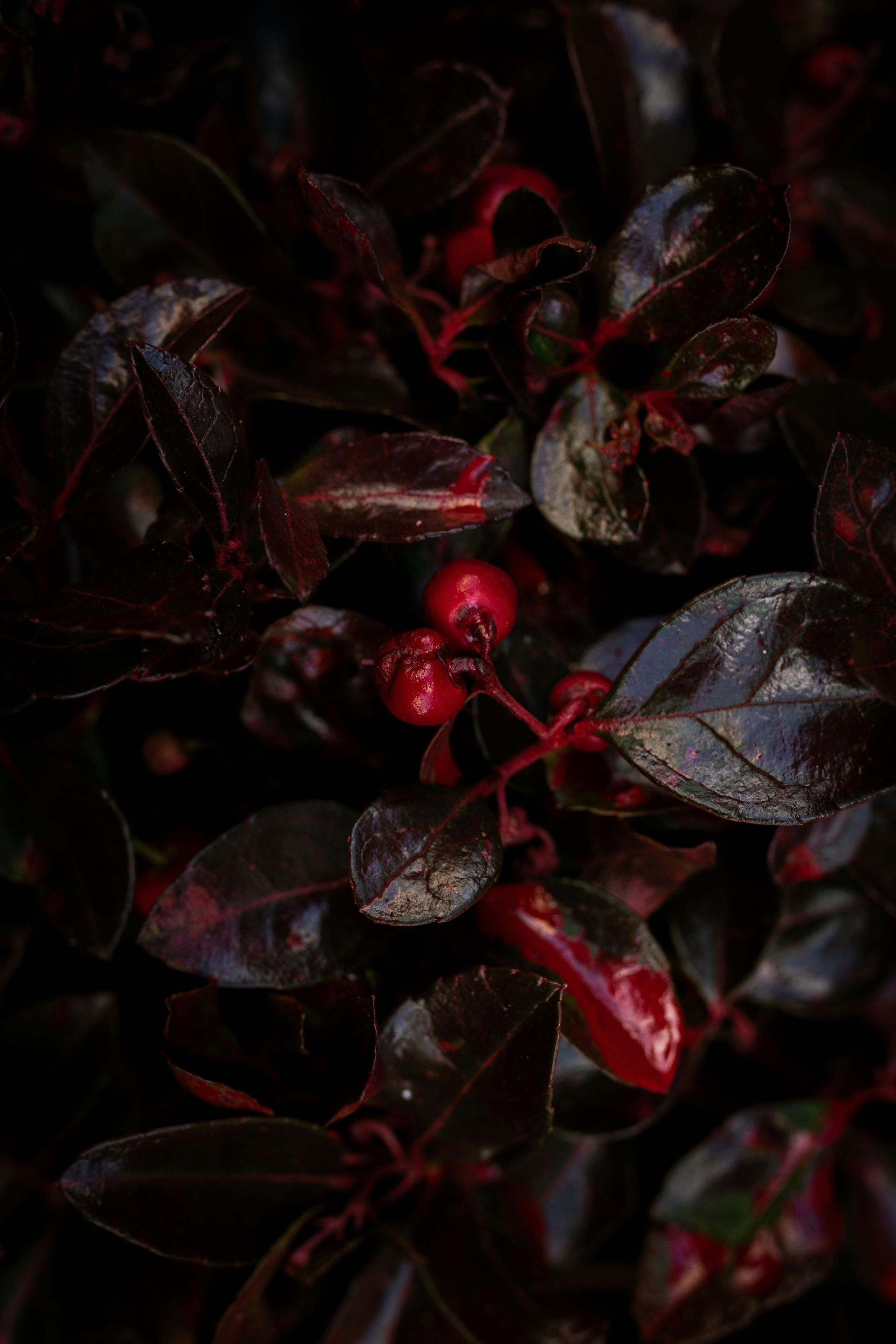 Wintergreen Essential Oil