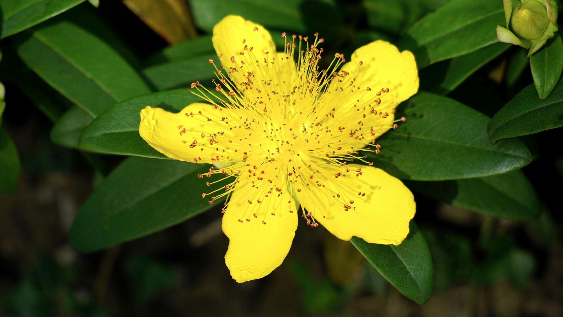 St. Johns Wort (Hyperici Herba) 1 oz