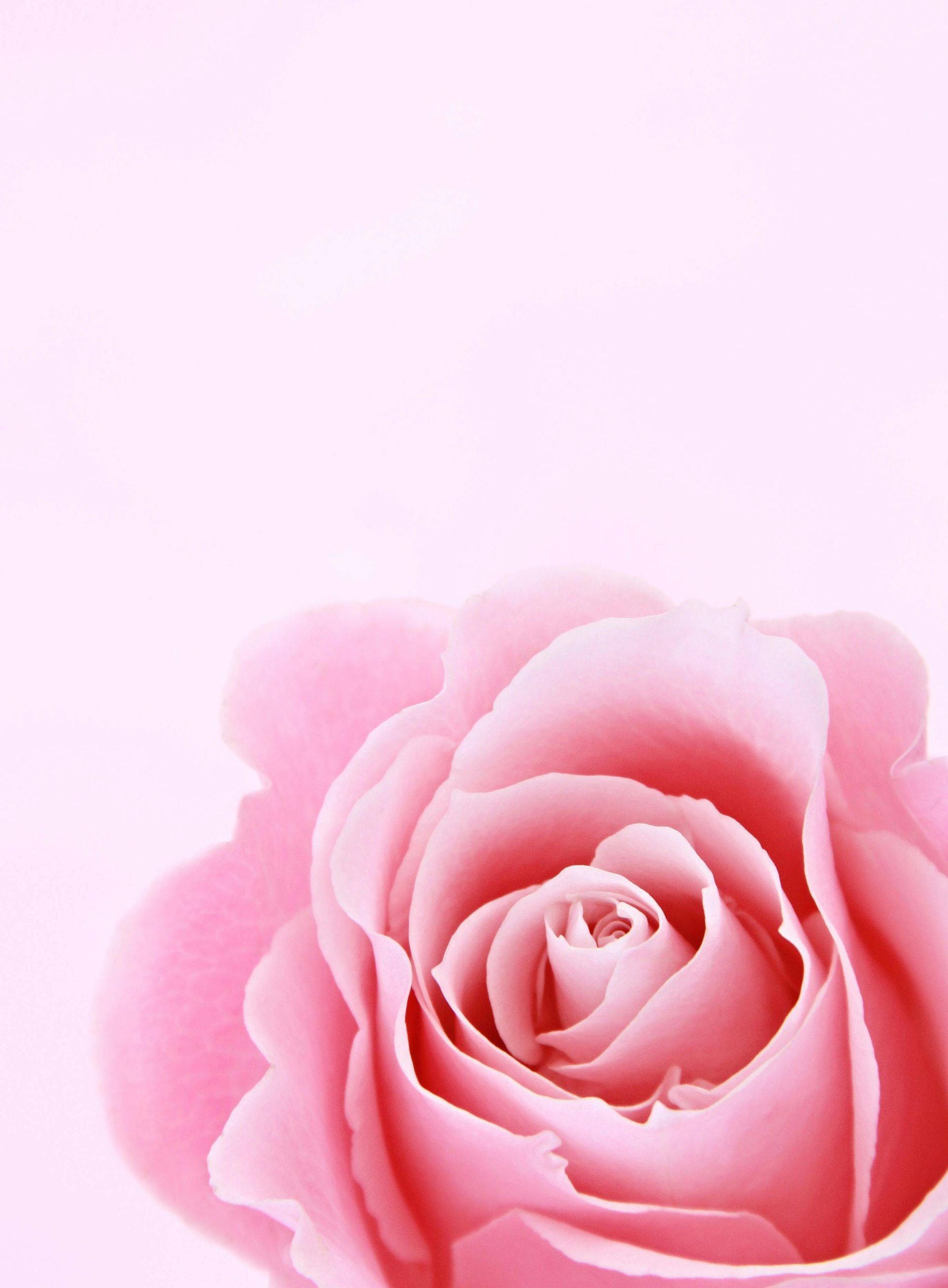 Pink Rose
