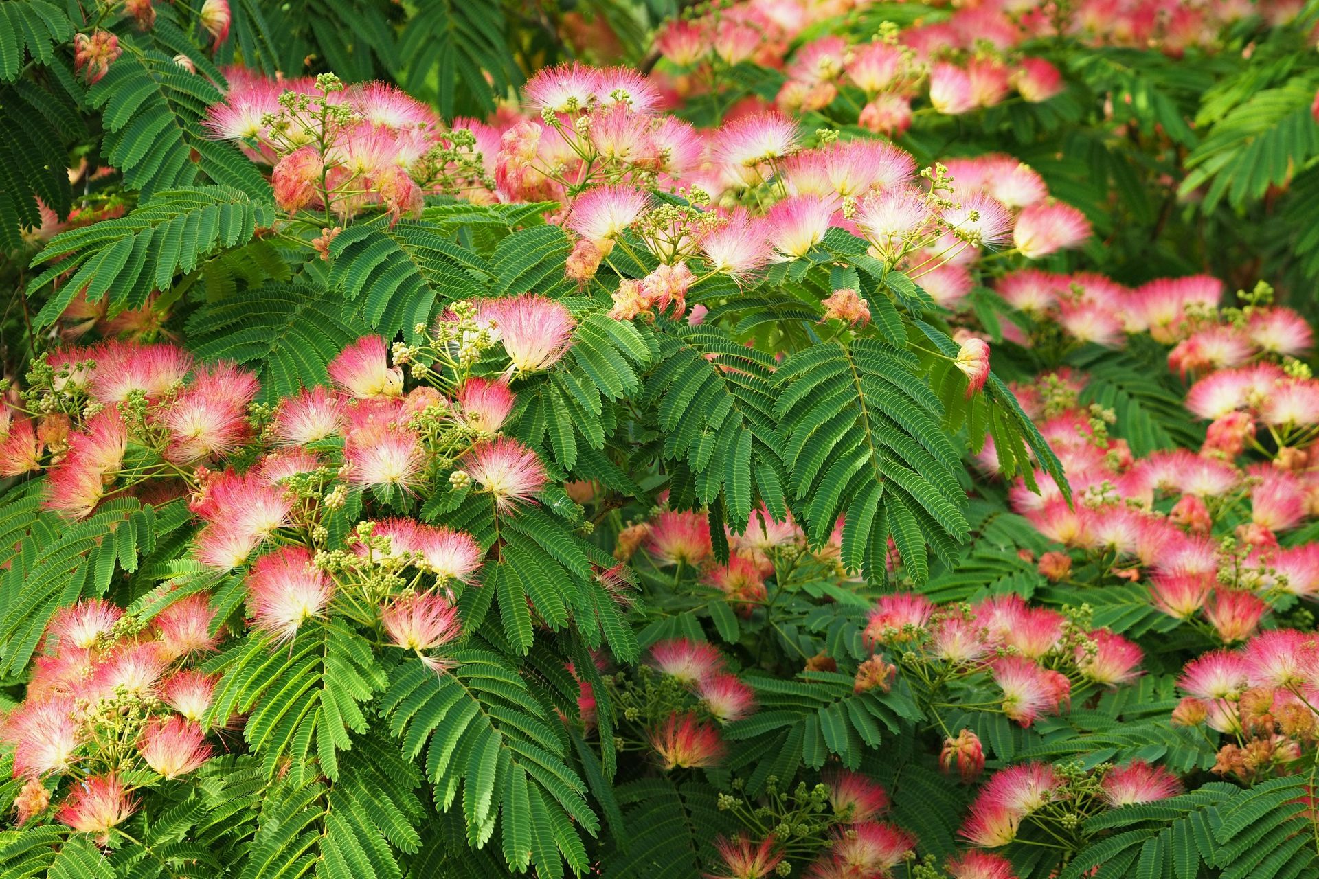 Albizia Flower