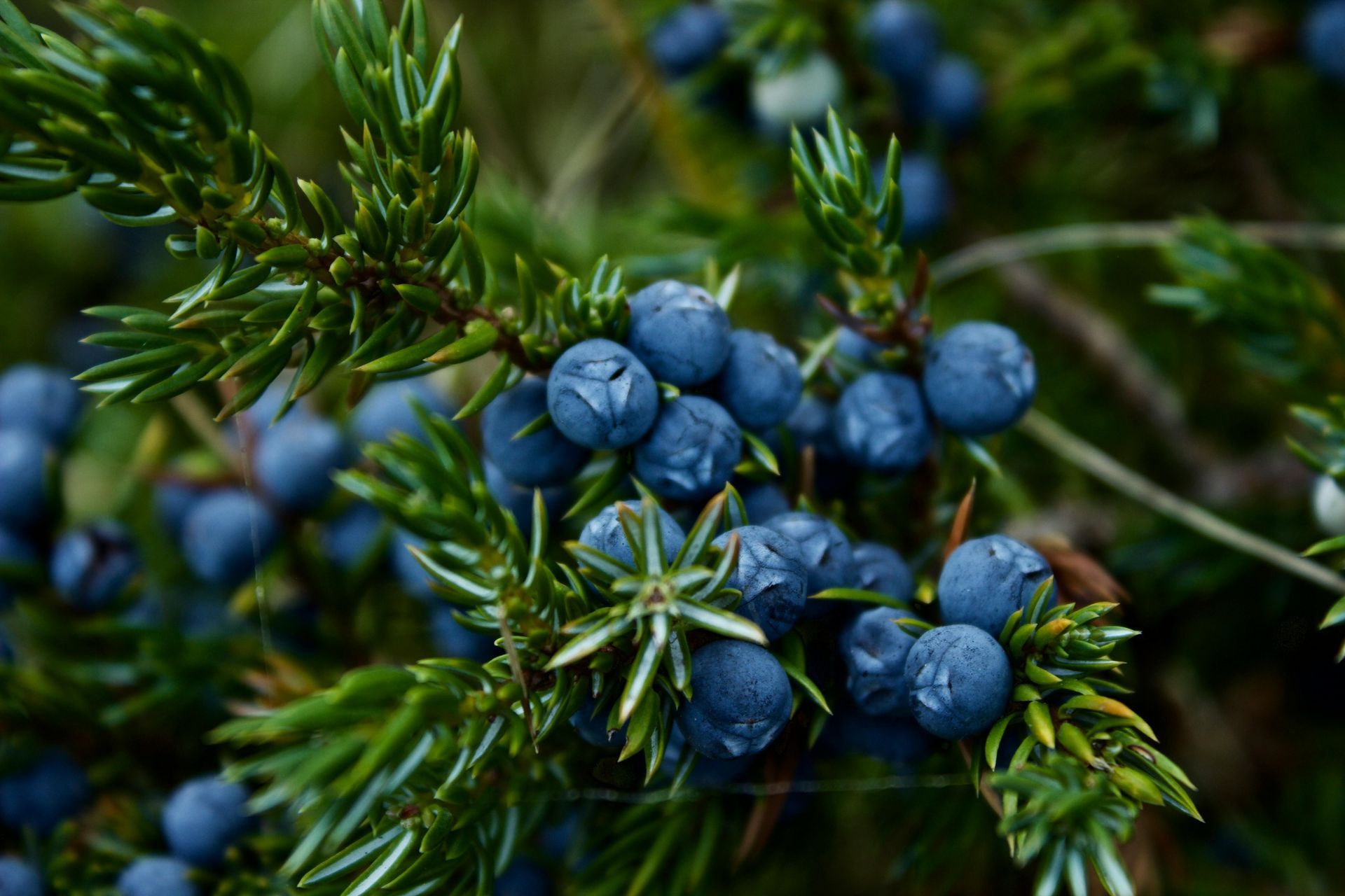 Juniper Berry Essential Oil
