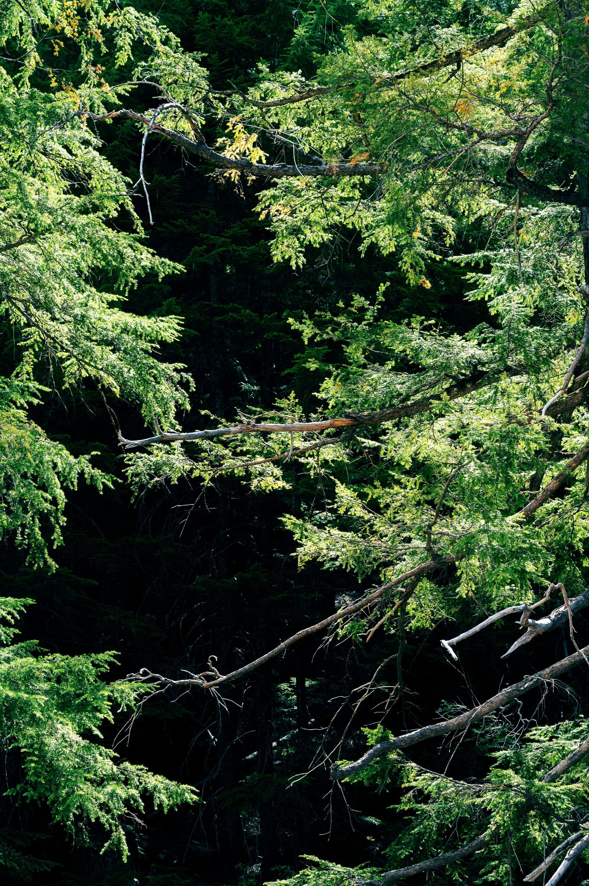 Cypress Essential Oil