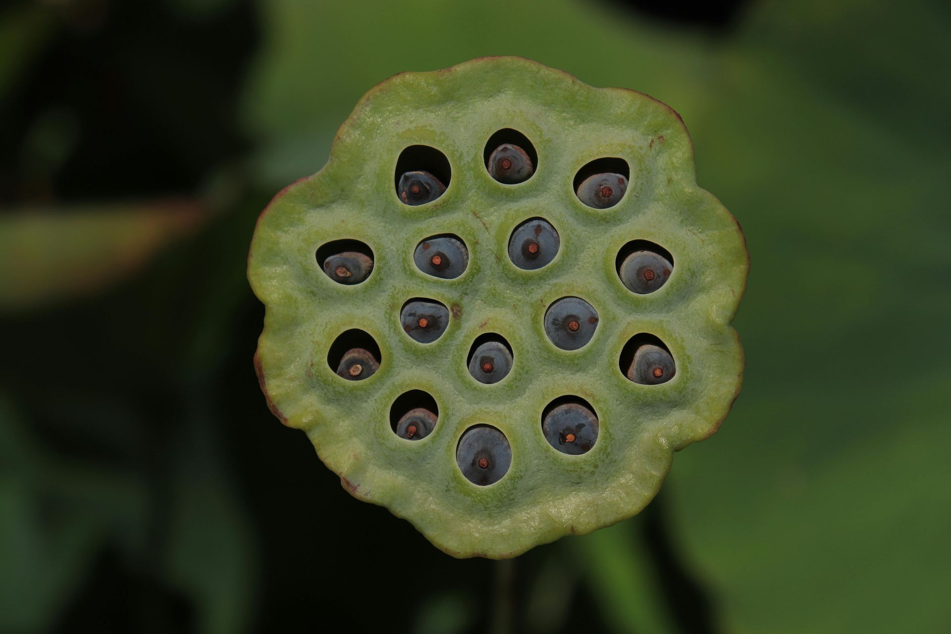 Lotus Seed