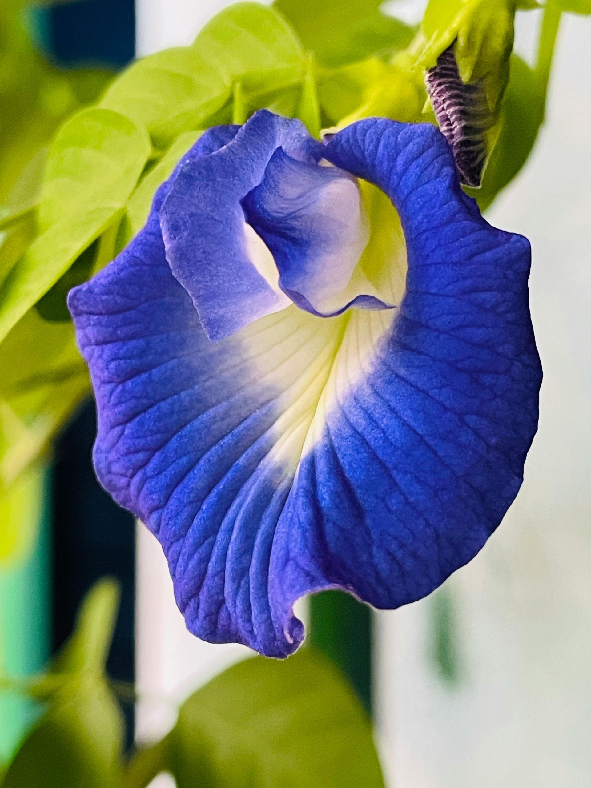 Butterfly Pea