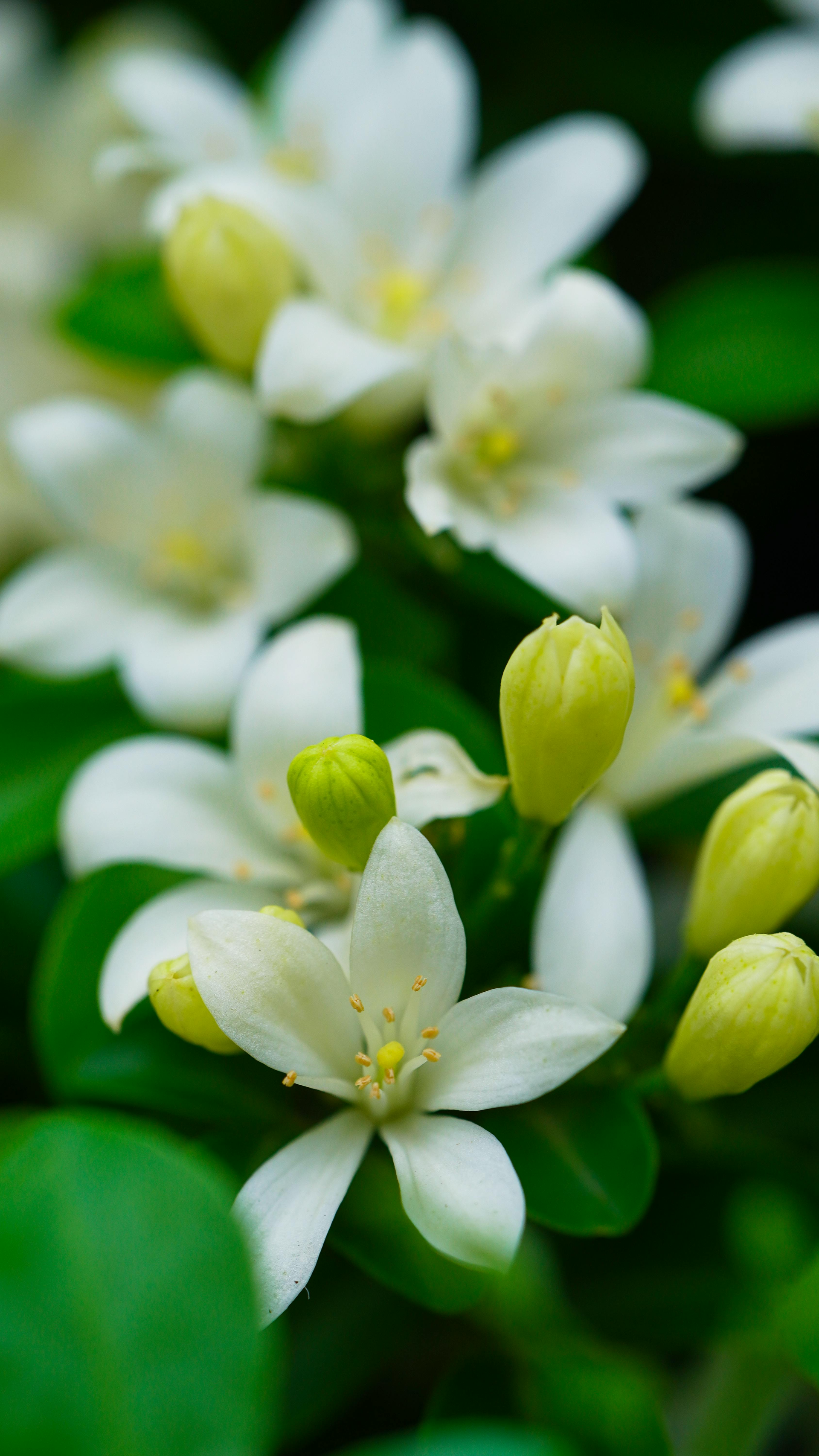 Jasmine Essential Oils