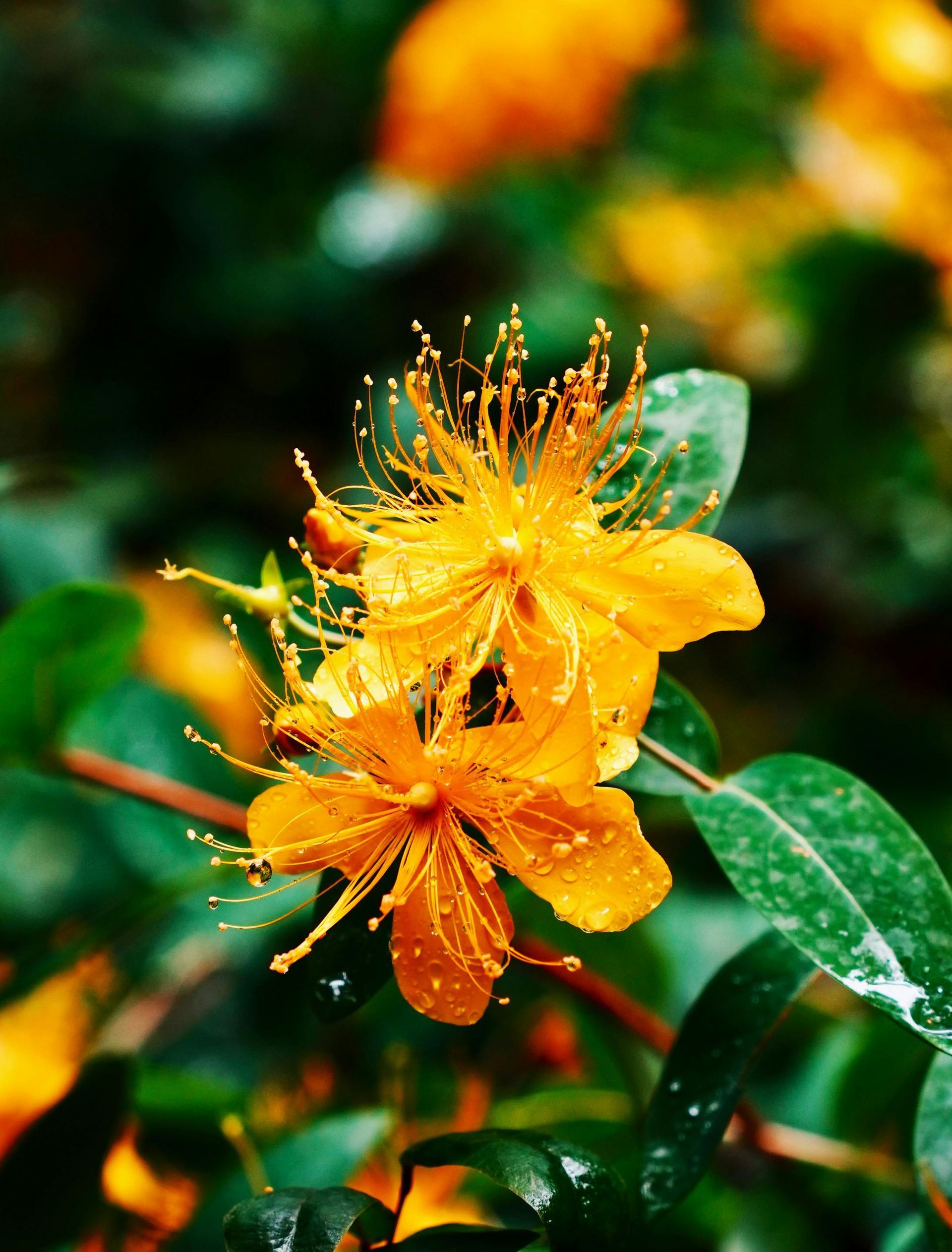 St. Johns Wort