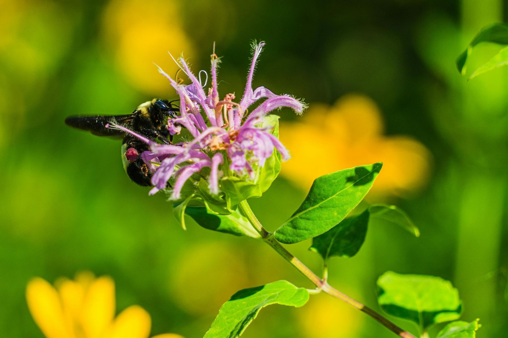 Bergamot Essential Oil