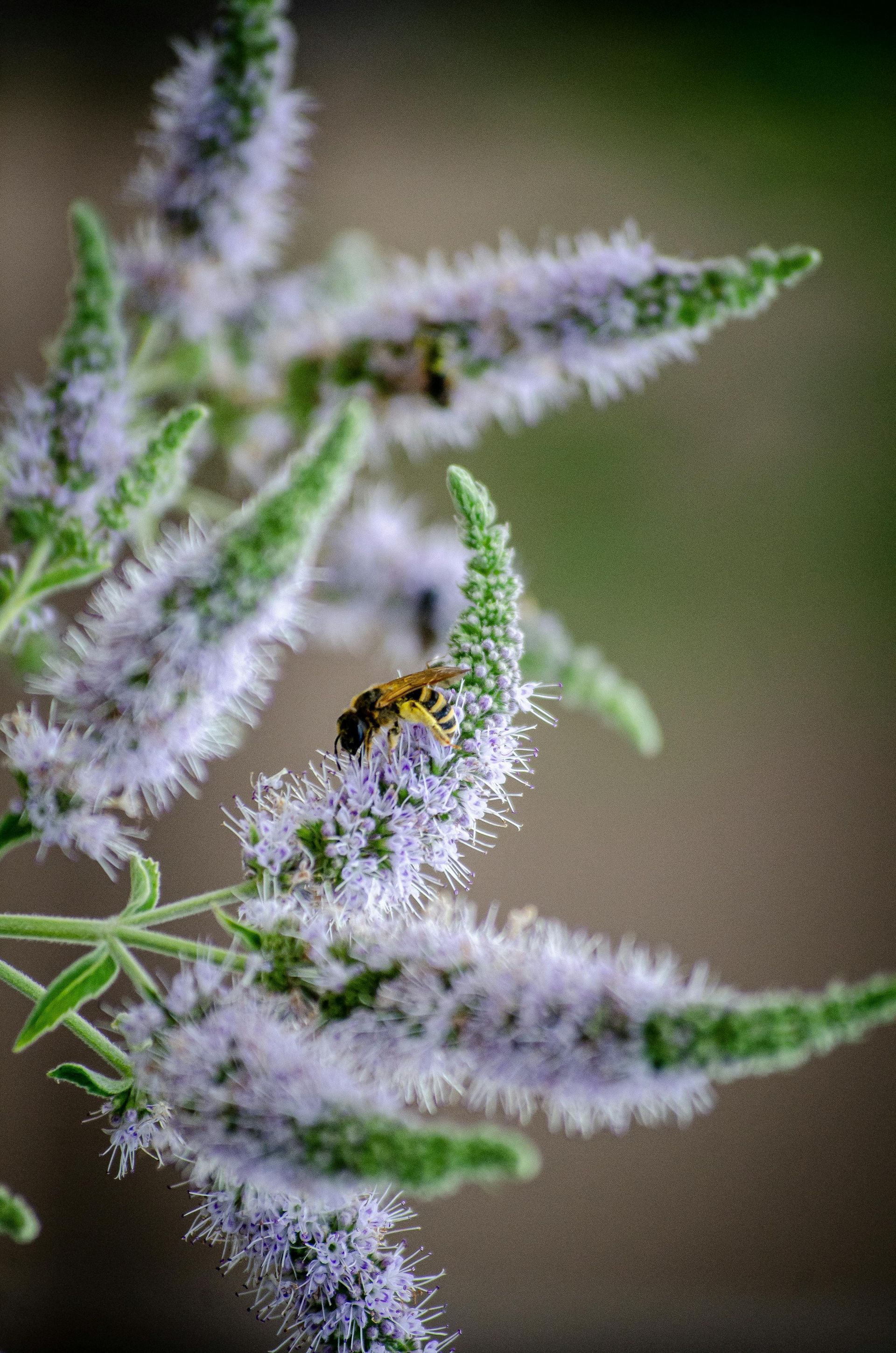 Ravensara Essential Oil