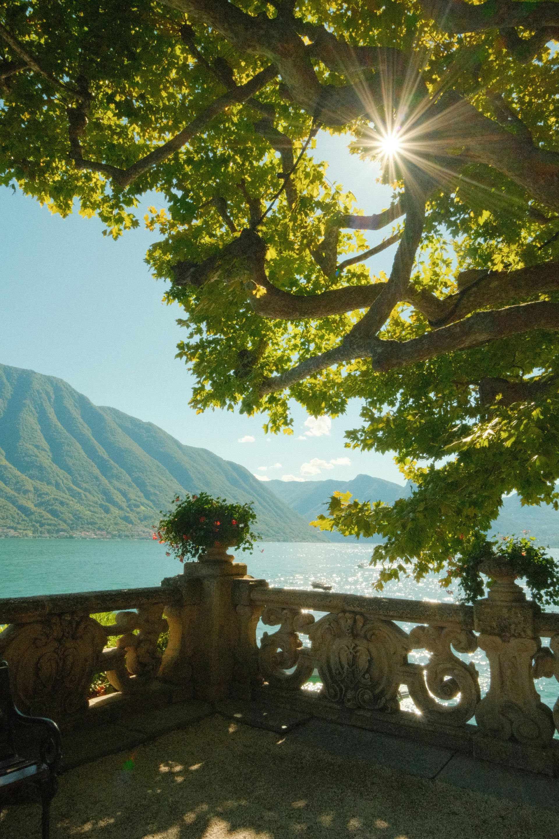 Camphor Essential Oil