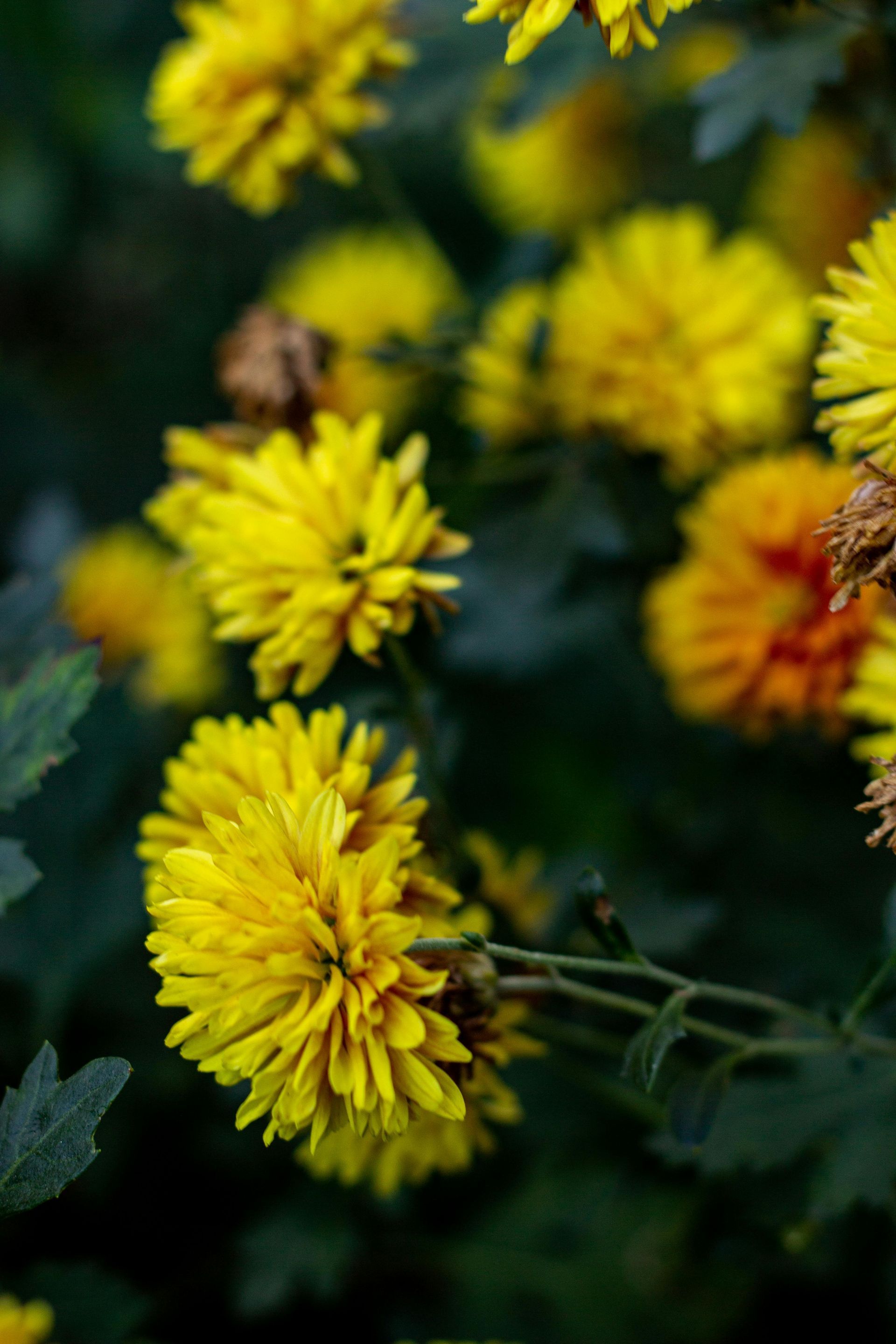 Chrysanthemum in Wuyuan