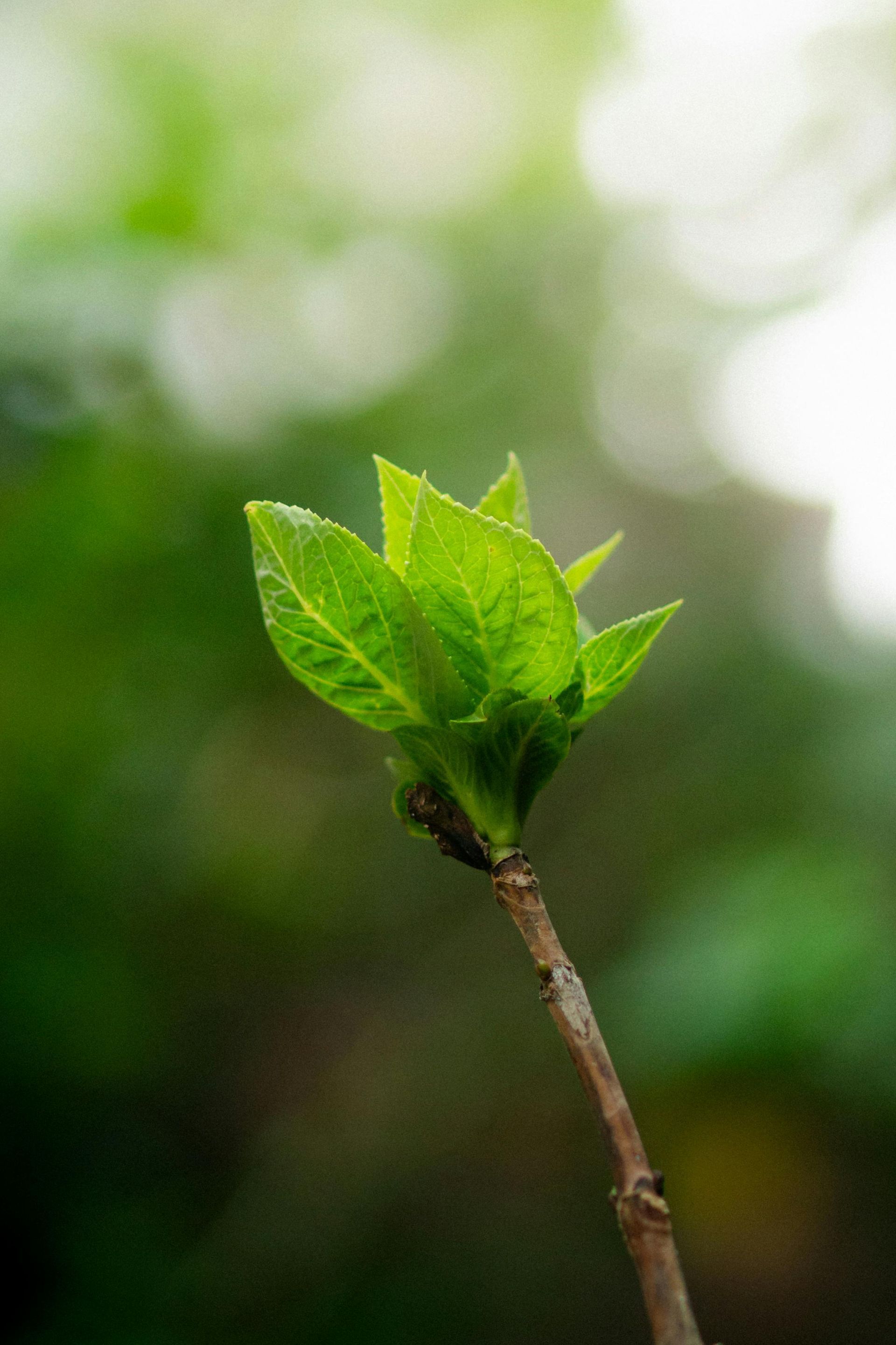 Stevia Leaf