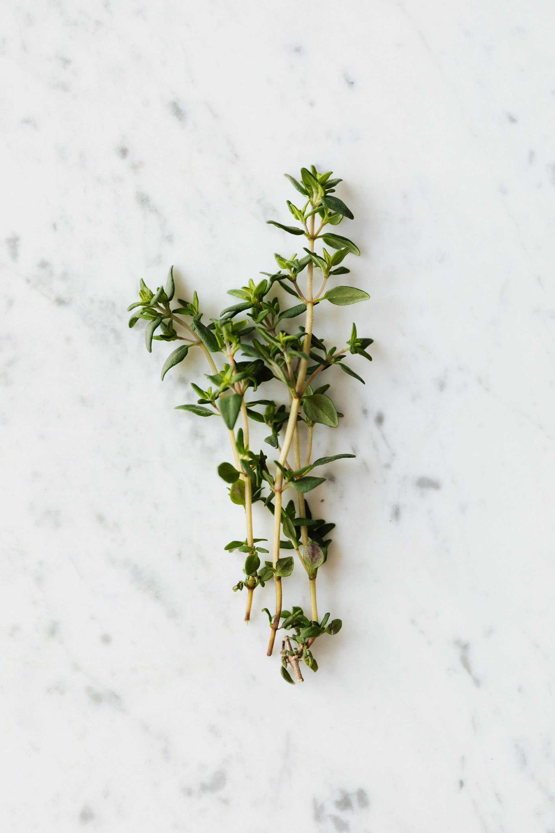 Thyme Essential Oil