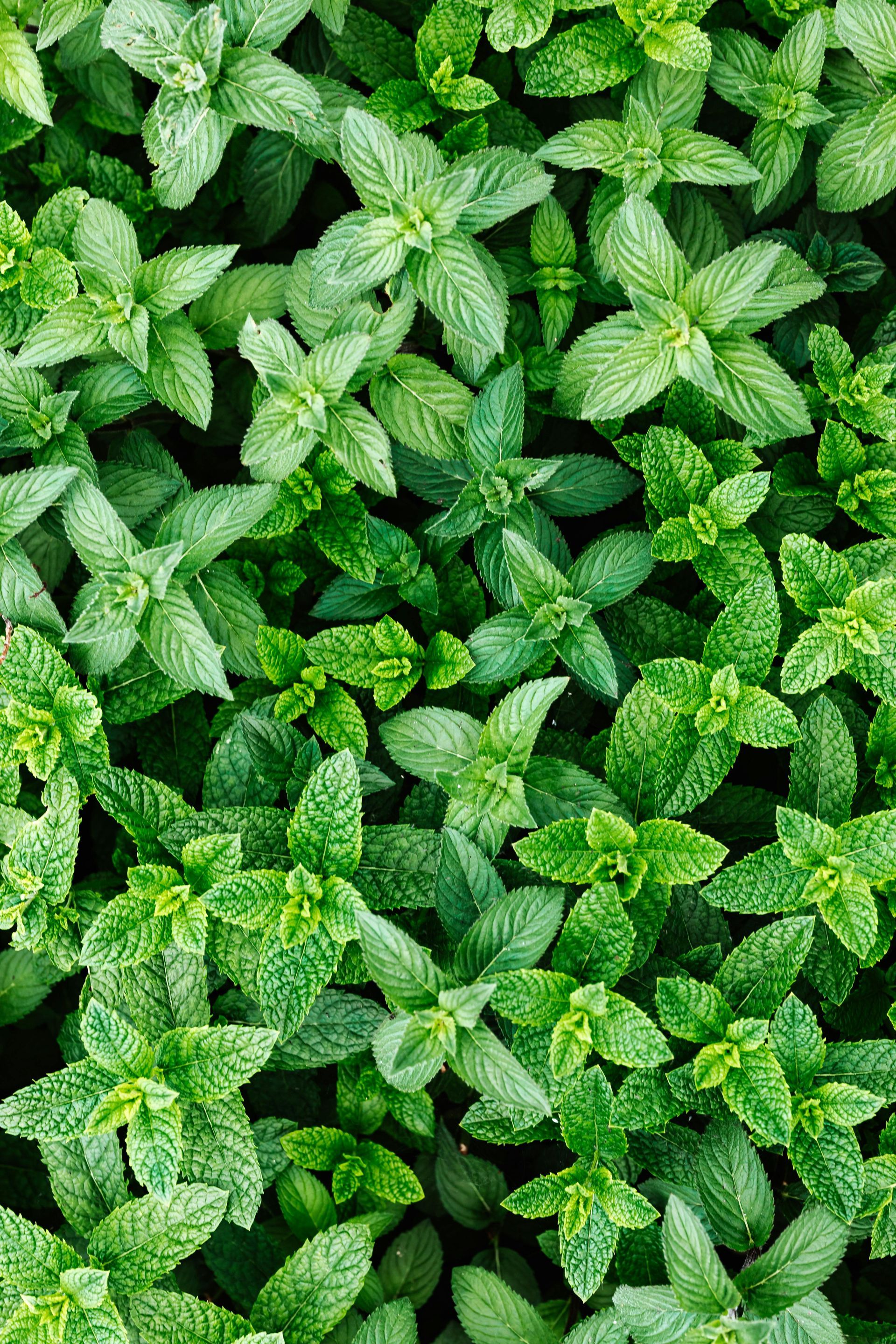 Spearmint Essential Oil