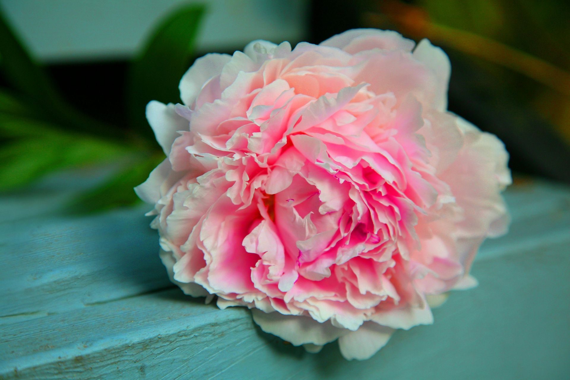 Peony