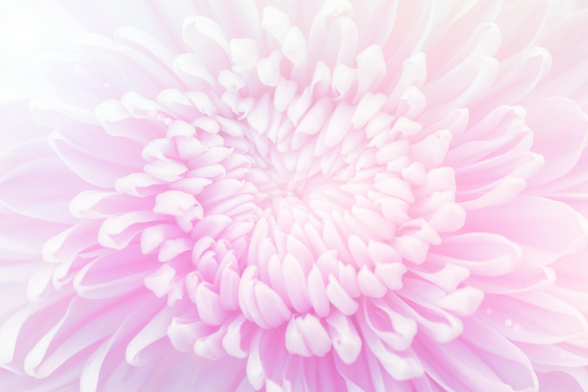 Snow Chrysanthemum