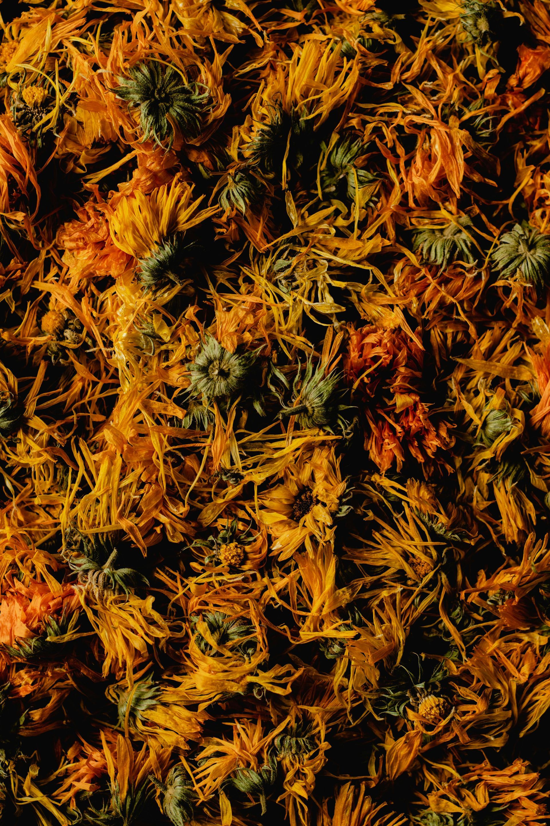 Calendula