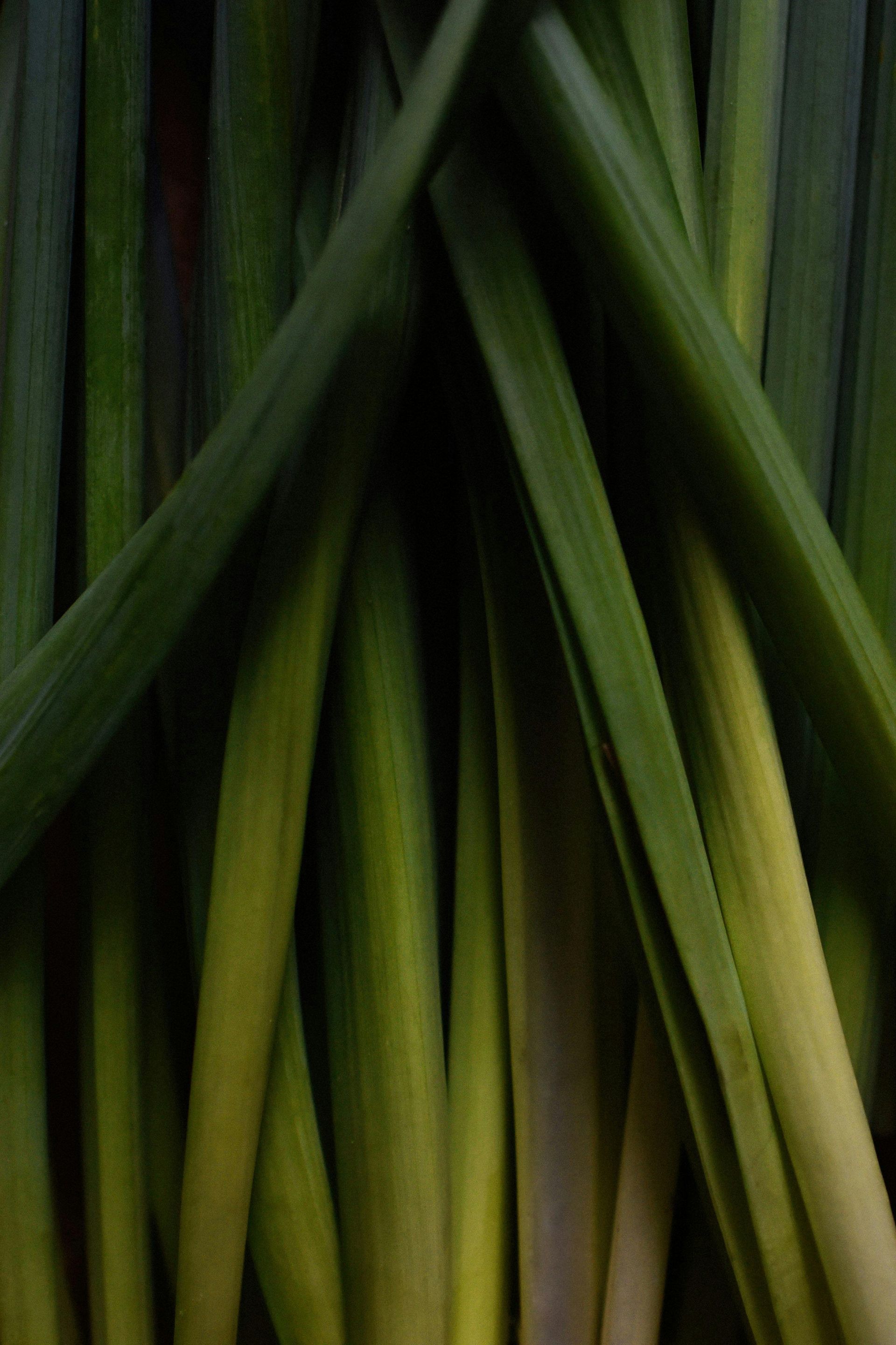 Lemon Grass Essential Oil