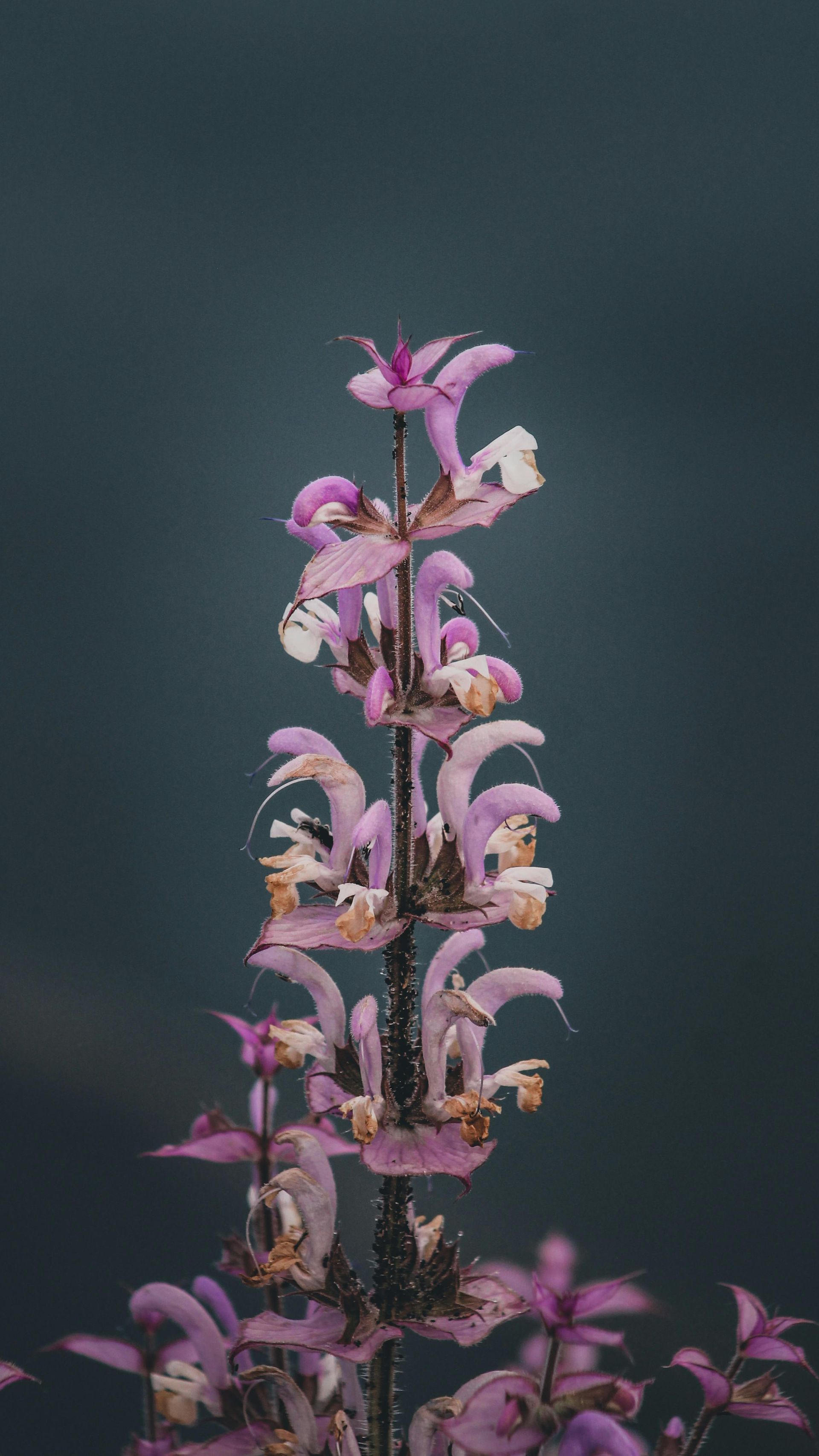 Clary Sage Essential Oil