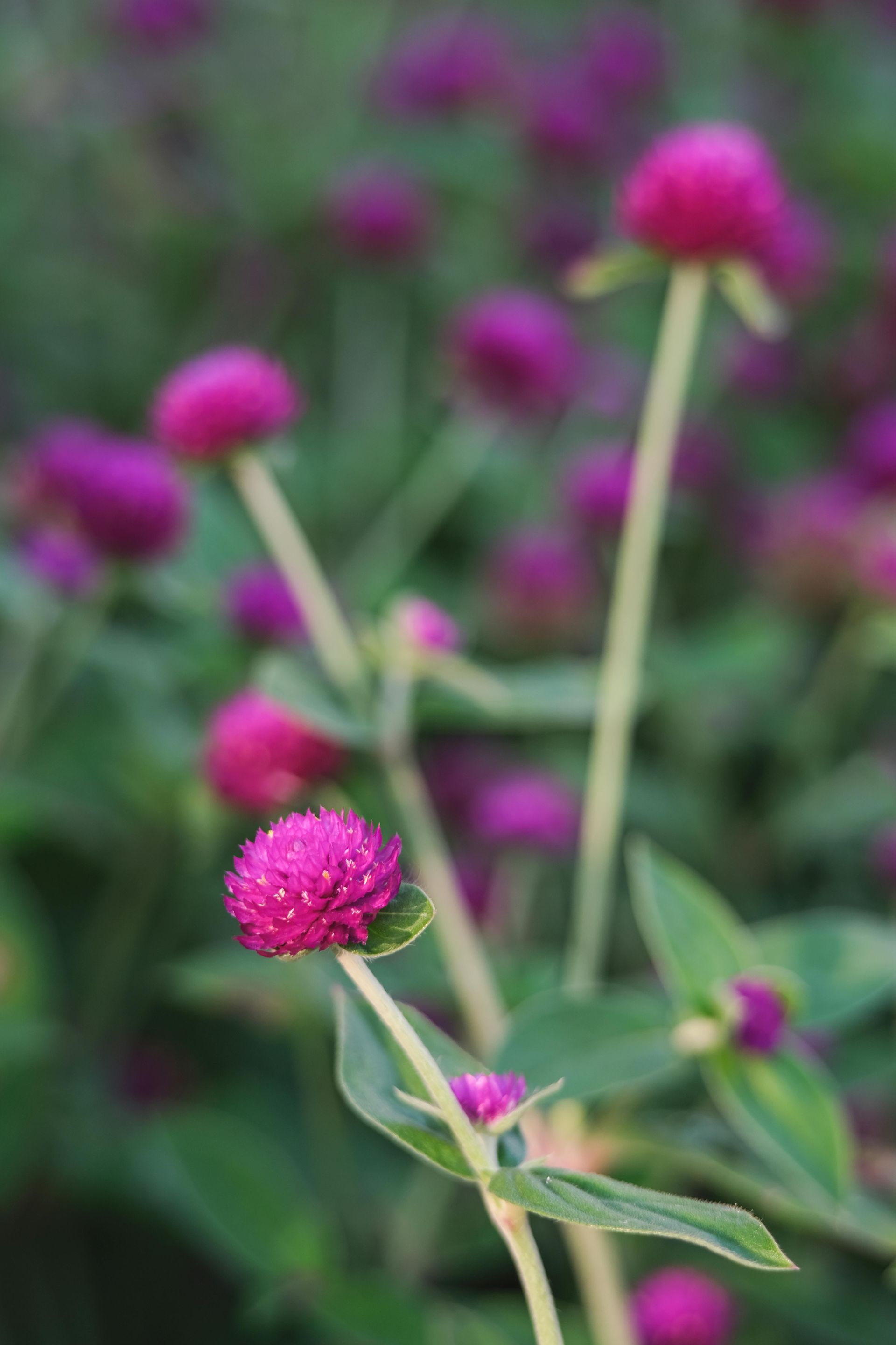 Gomphrena