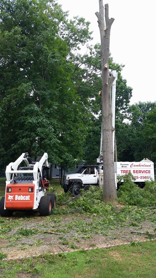 Cutting Trees — Millville, NJ — Cumberland Tree Service LLC