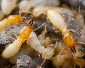 Termite Inspection Cape Coral, FL