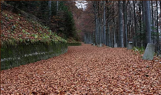 A path covered in leaves in the woods