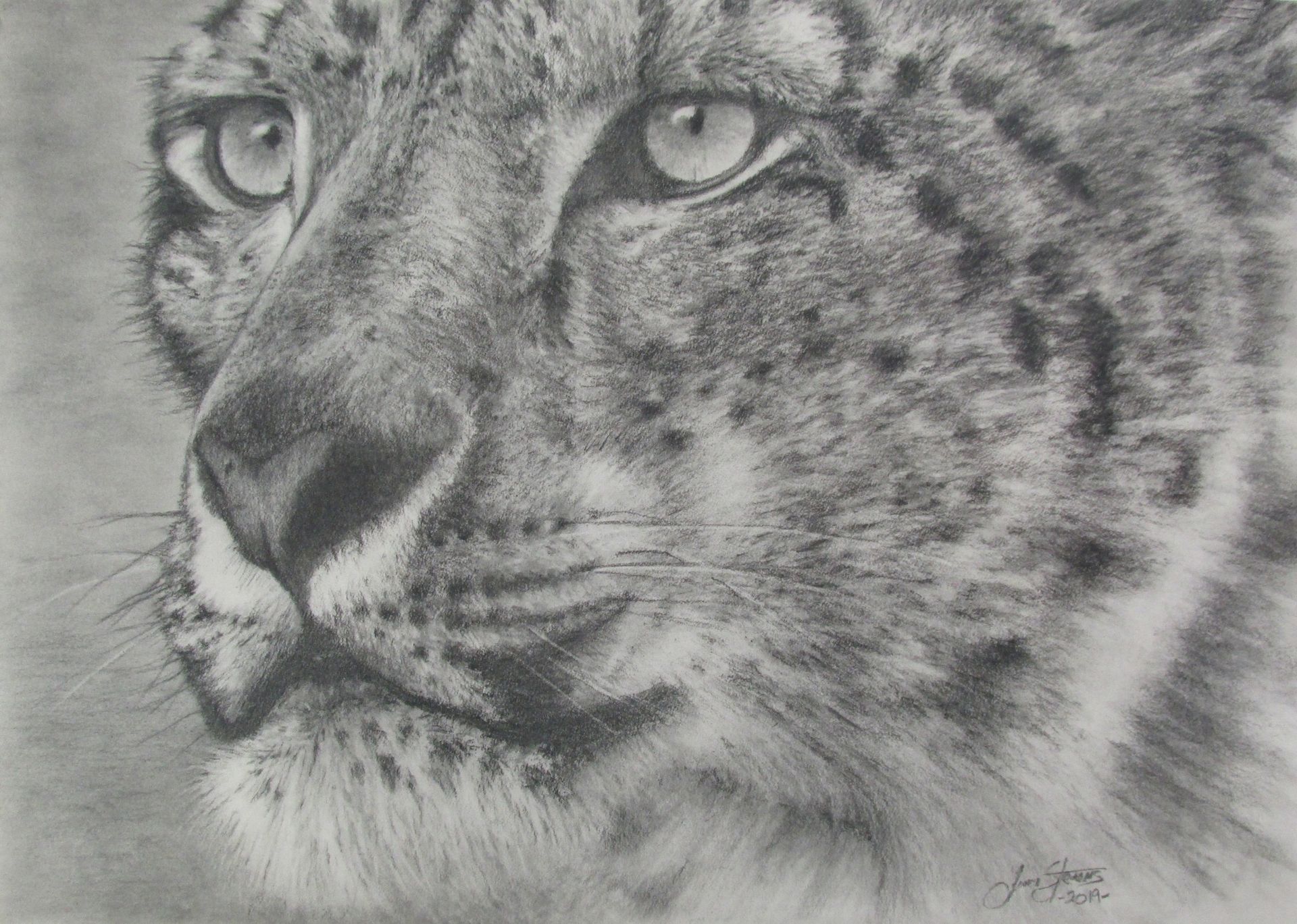 Close-up pencil drawing of a snow leopard's face, focused gaze, and detailed fur texture.
