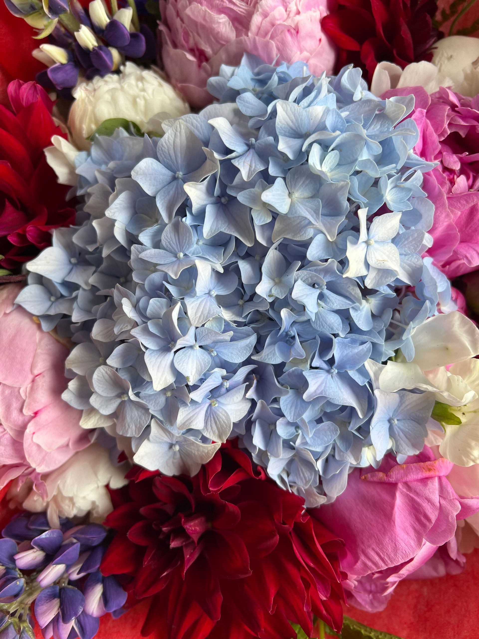 Abstract artwork in vivid colors; geometric shapes and organic forms overlap.