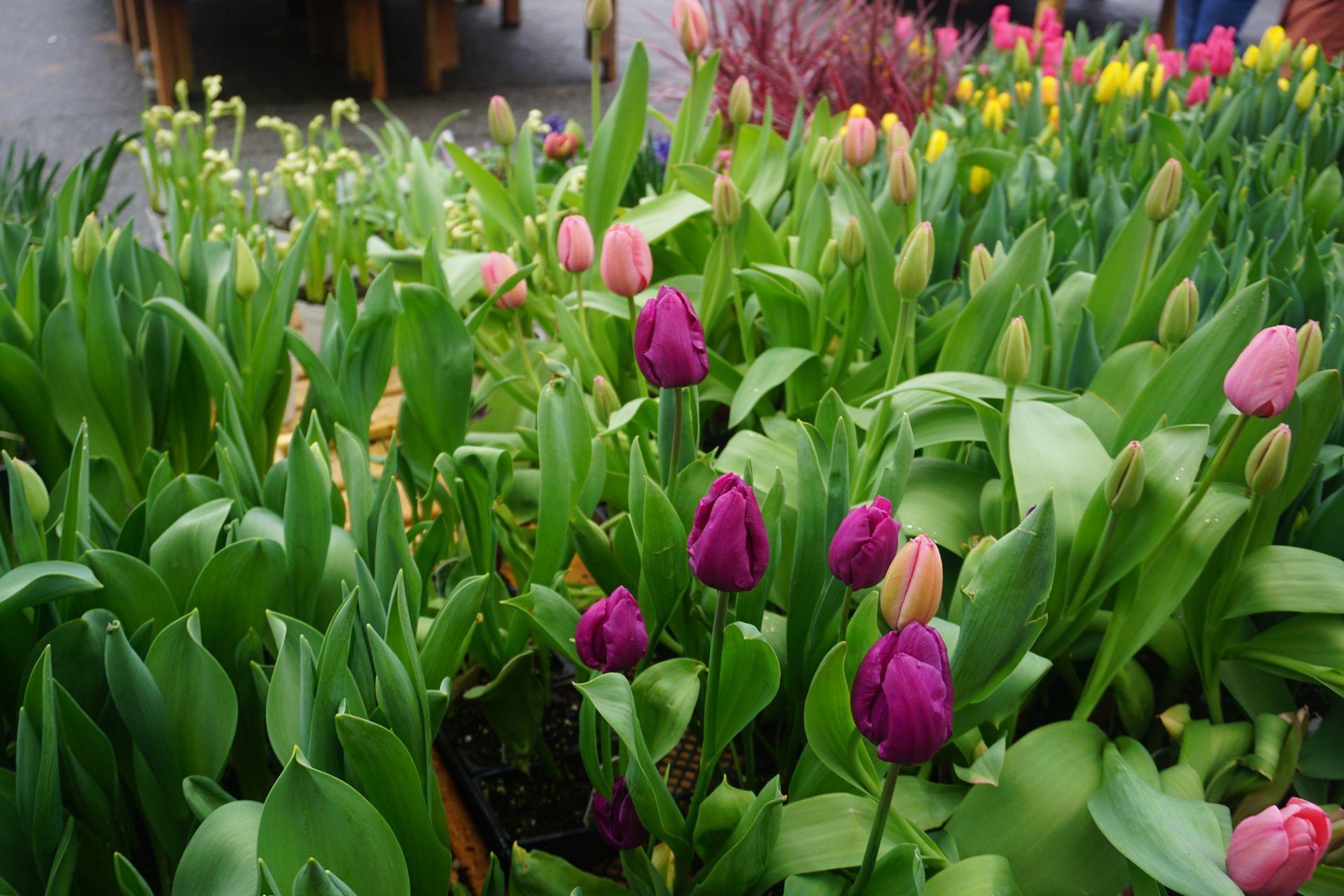Dark clouds over silhouetted trees with a patch of blue sky and sunlight peeking through.