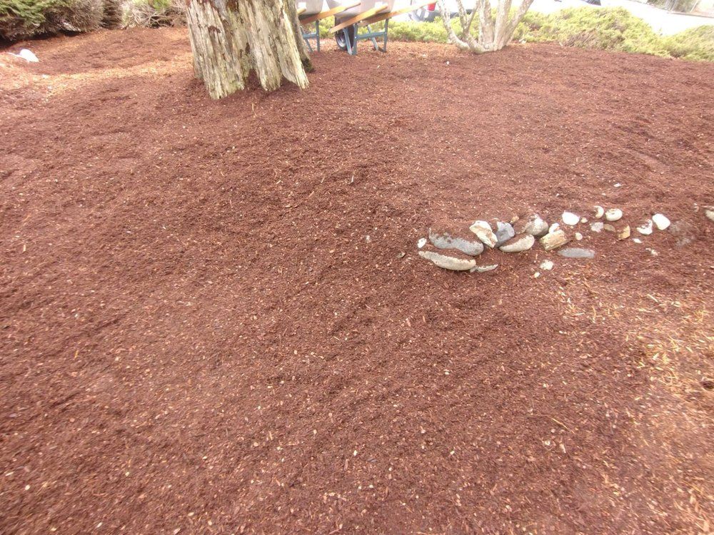 Red mulch covers the ground around a tree; a few small rocks sit nearby.