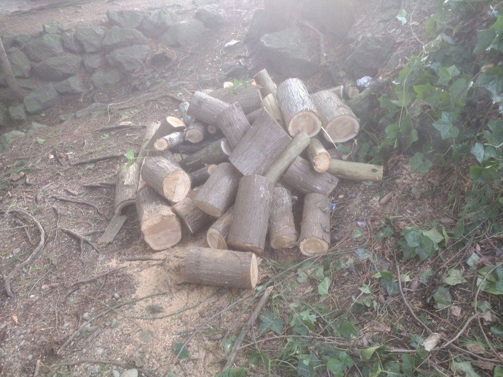 Pile of cut logs on the ground. Brown and gray wood, green leaves and foliage in the background.