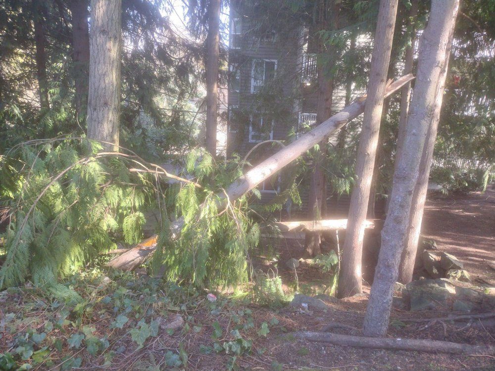 Fallen tree branches block a path in a wooded area. Sunlight shines through the trees.