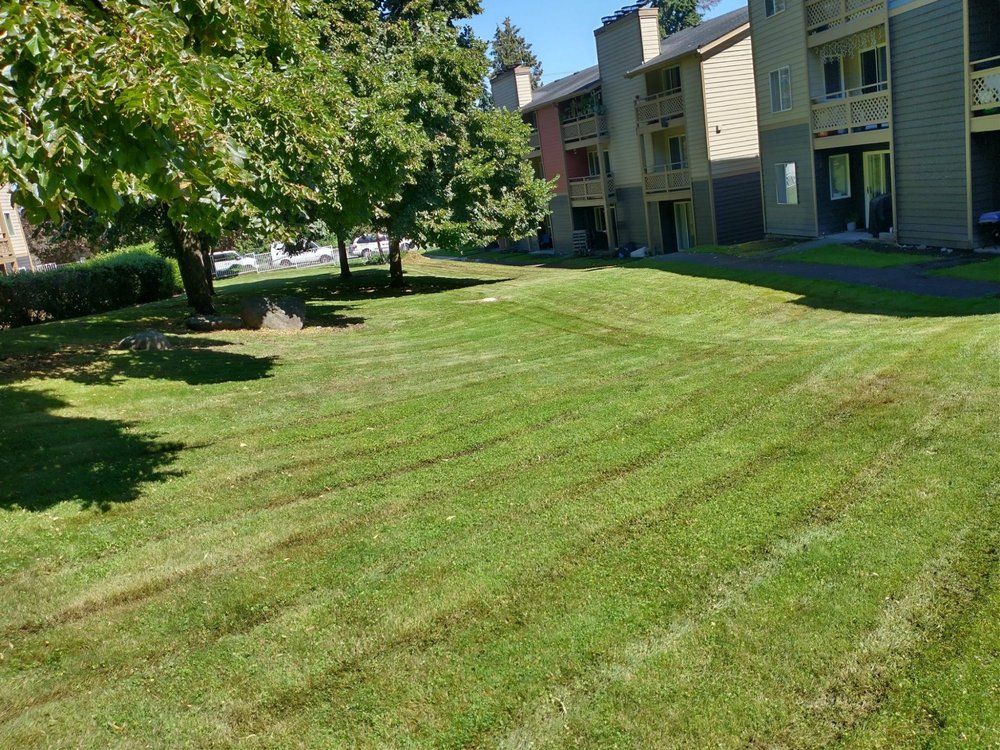 Green lawn mowed with brown lines, trees, and apartment building on a sunny day.