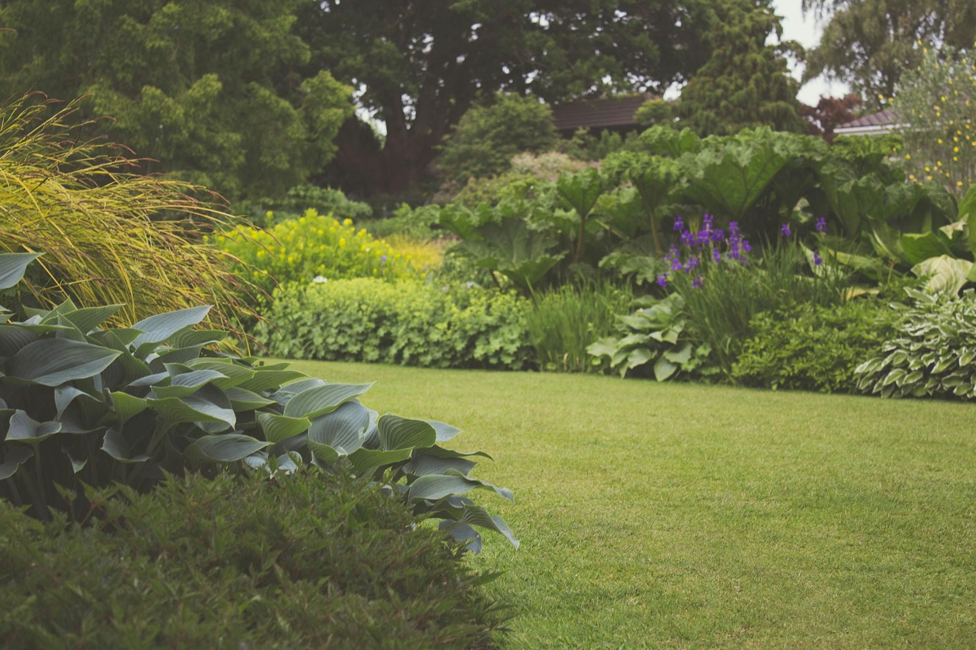 A lush green garden with lots of plants and trees