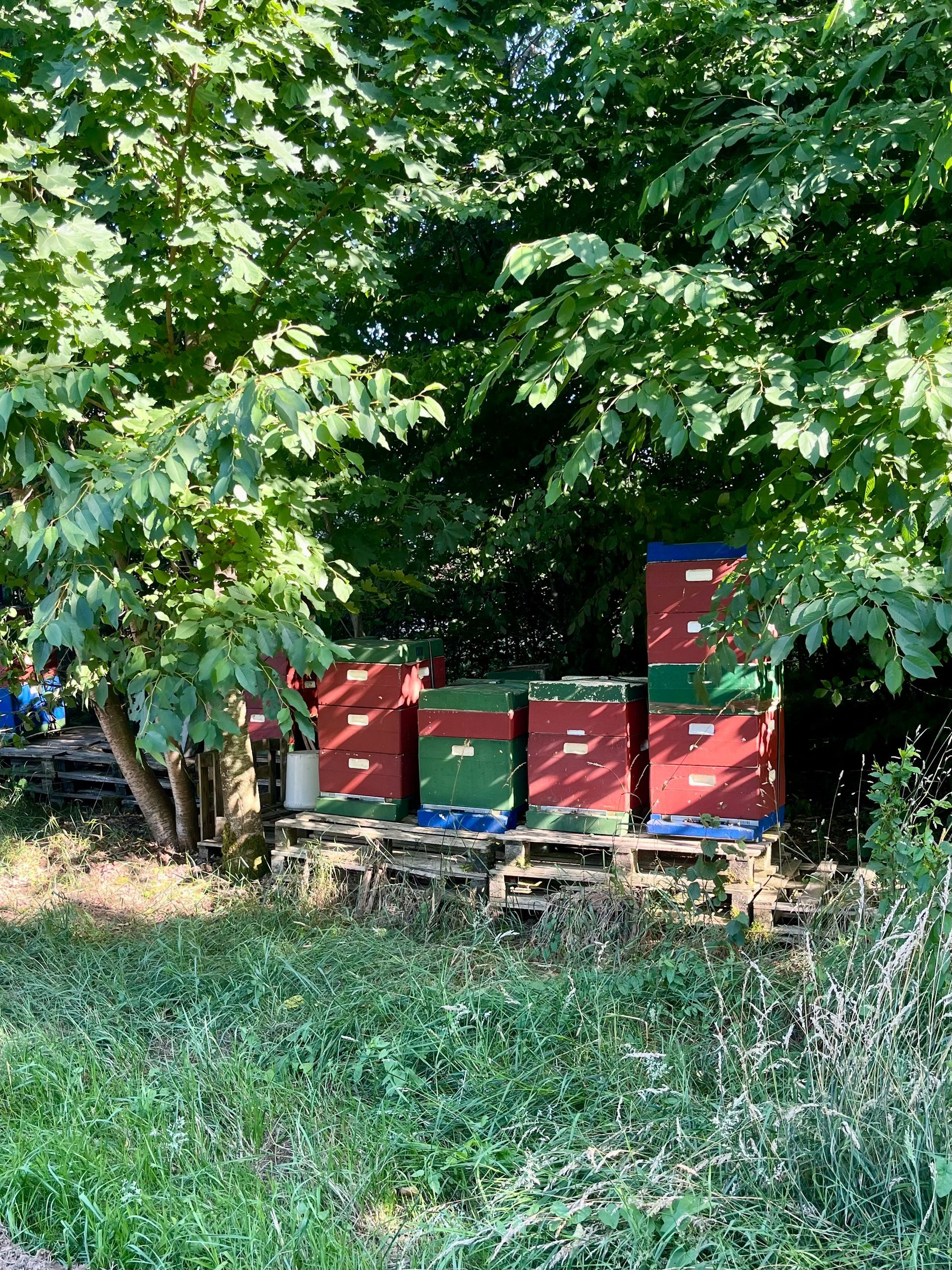 Bijenkorven opgestapeld op pallets in een grasveld, in de schaduw van bomen.