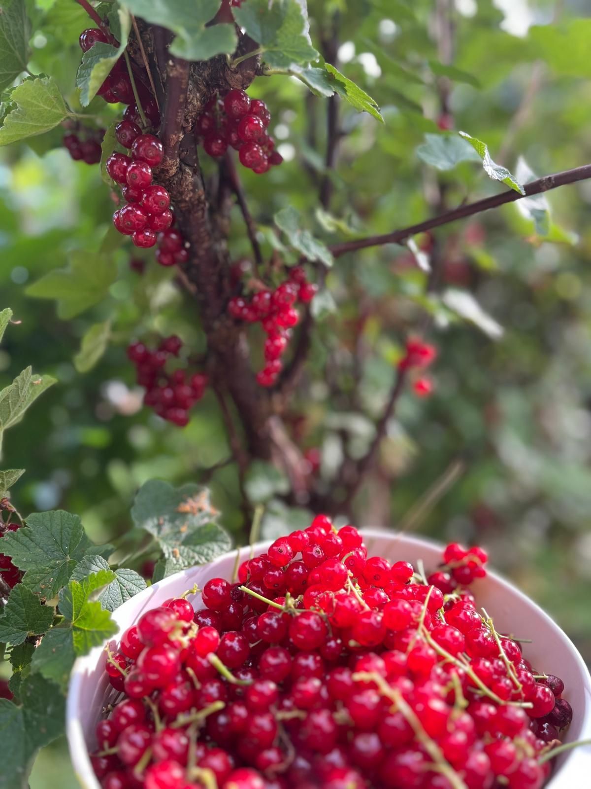 Een schaal met rode bessen onder een struik met nog meer rode bessen.