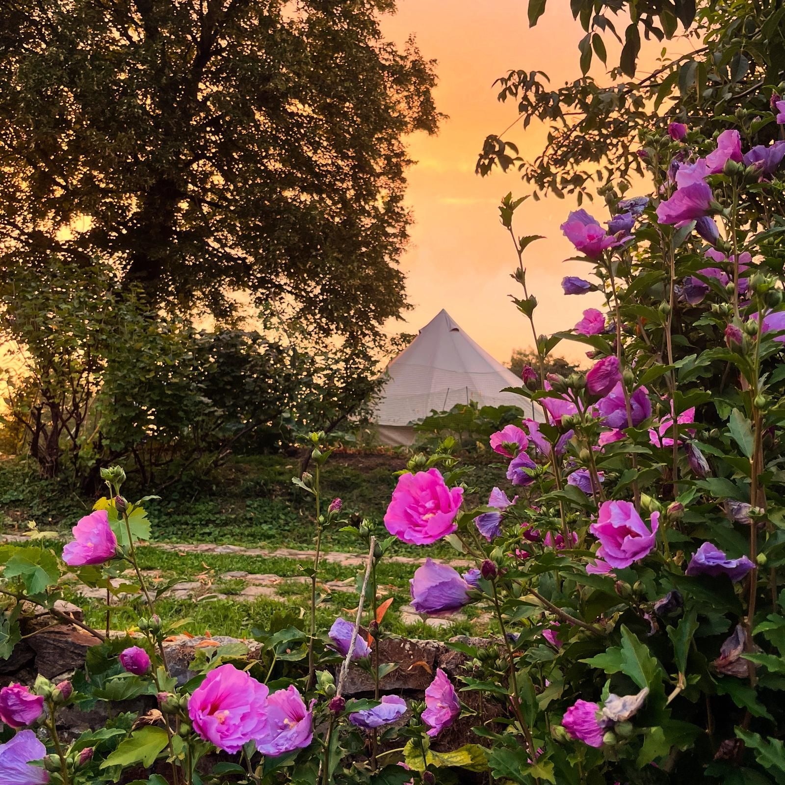 Roze bloemen op de voorgrond, witte tent in het midden, zonsondergang.