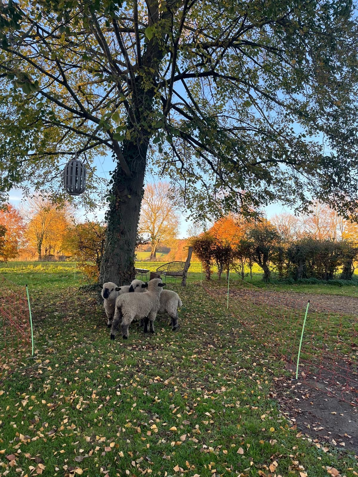 Schapen staan ​​dicht bij elkaar onder een boom in een veld met herfstbladeren. In de boom hangt een vogelvoederhuisje.