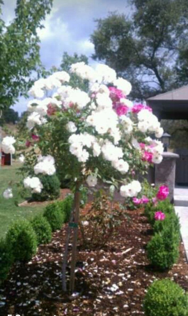 white roses — Cordova, CA — Quality Landscape Inc. — Cordova, CA — Quality Landscape Inc.