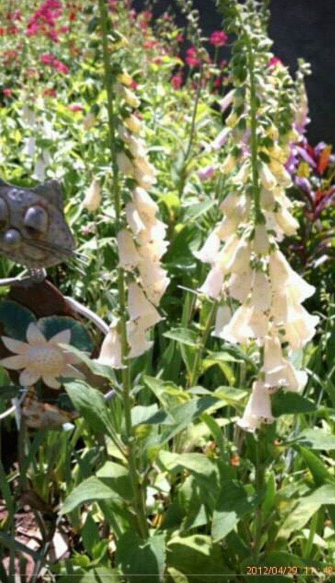 white bell flower — Cordova, CA — Quality Landscape Inc.