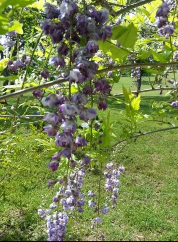 violet flower — Cordova, CA — Quality Landscape Inc. — Cordova, CA — Quality Landscape Inc.