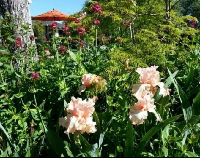 chrysanthemum — Cordova, CA — Quality Landscape Inc.