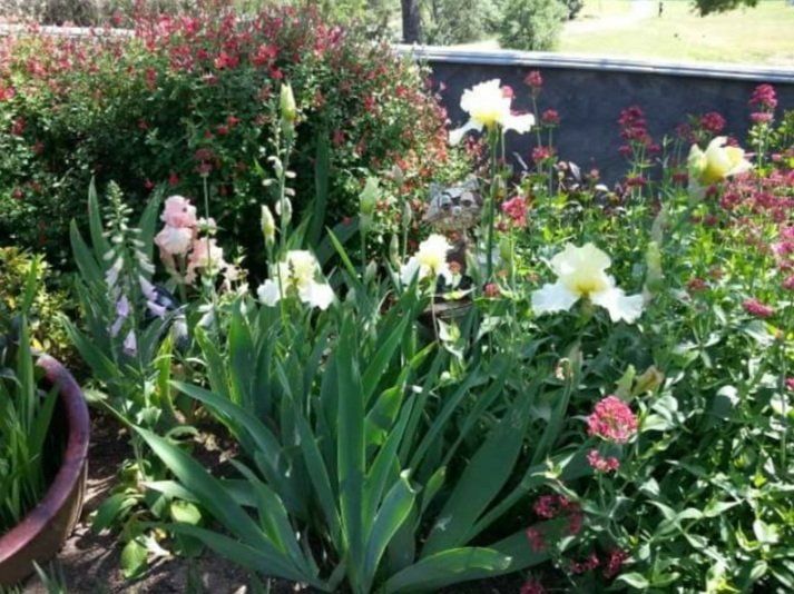 assorted flower — Cordova, CA — Quality Landscape Inc. — Cordova, CA — Quality Landscape Inc.