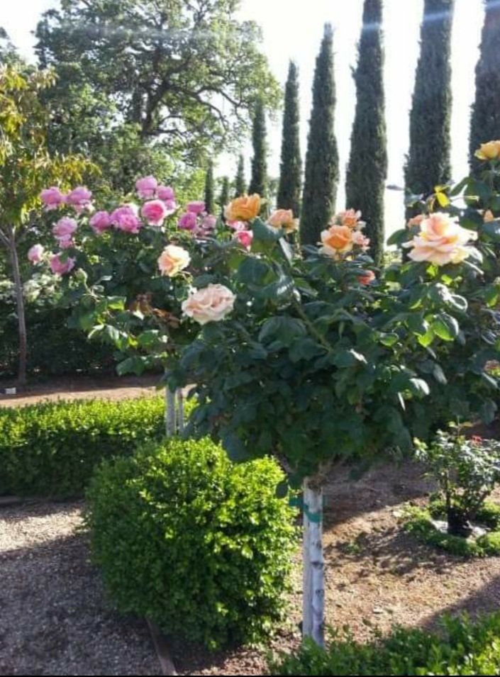 peach roses — Cordova, CA — Quality Landscape Inc. — Cordova, CA — Quality Landscape Inc.
