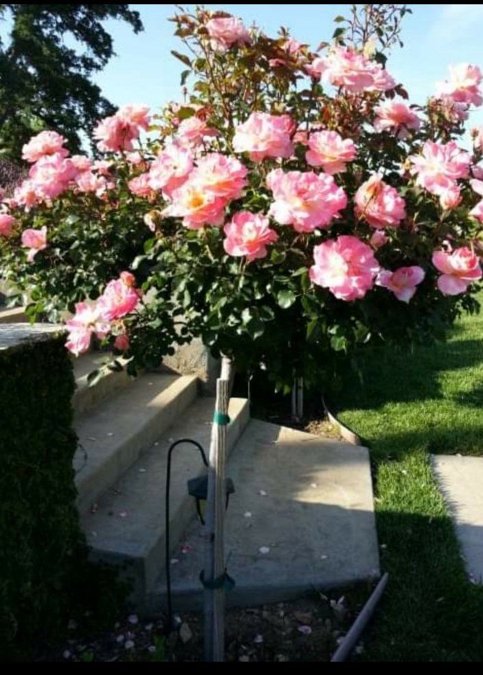 pink flower on entrance — Cordova, CA — Quality Landscape Inc.