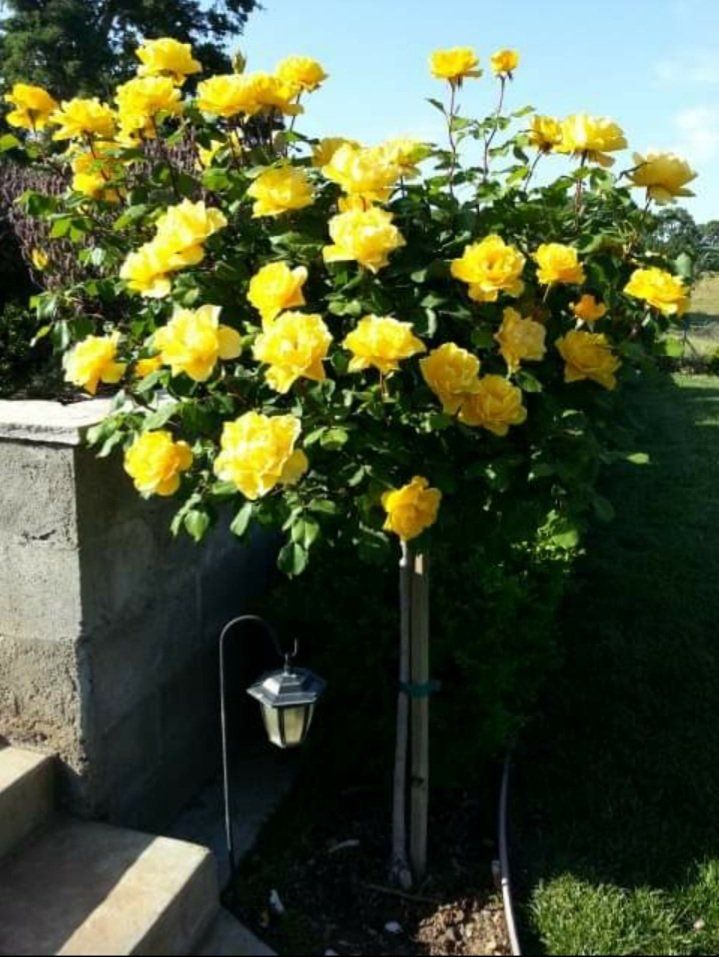 yellow roses — Cordova, CA — Quality Landscape Inc. — Cordova, CA — Quality Landscape Inc.