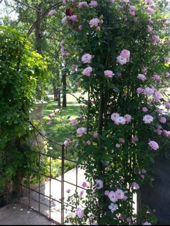 Rose on gate — Cordova, CA — Quality Landscape Inc.
