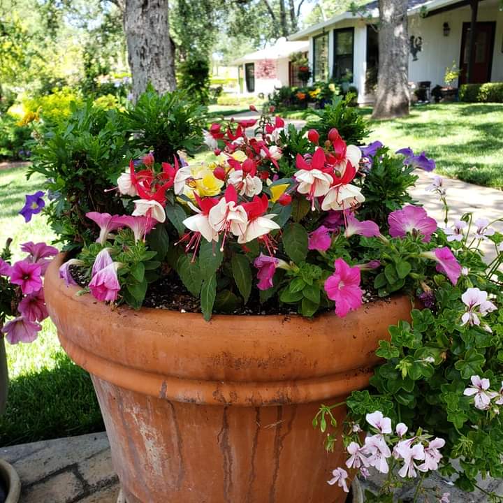 colorful flowers — Cordova, CA — Quality Landscape Inc.
