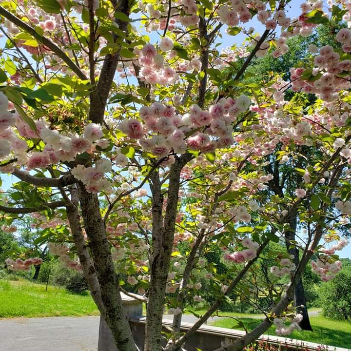 bloom tree  — Cordova, CA — Quality Landscape Inc.